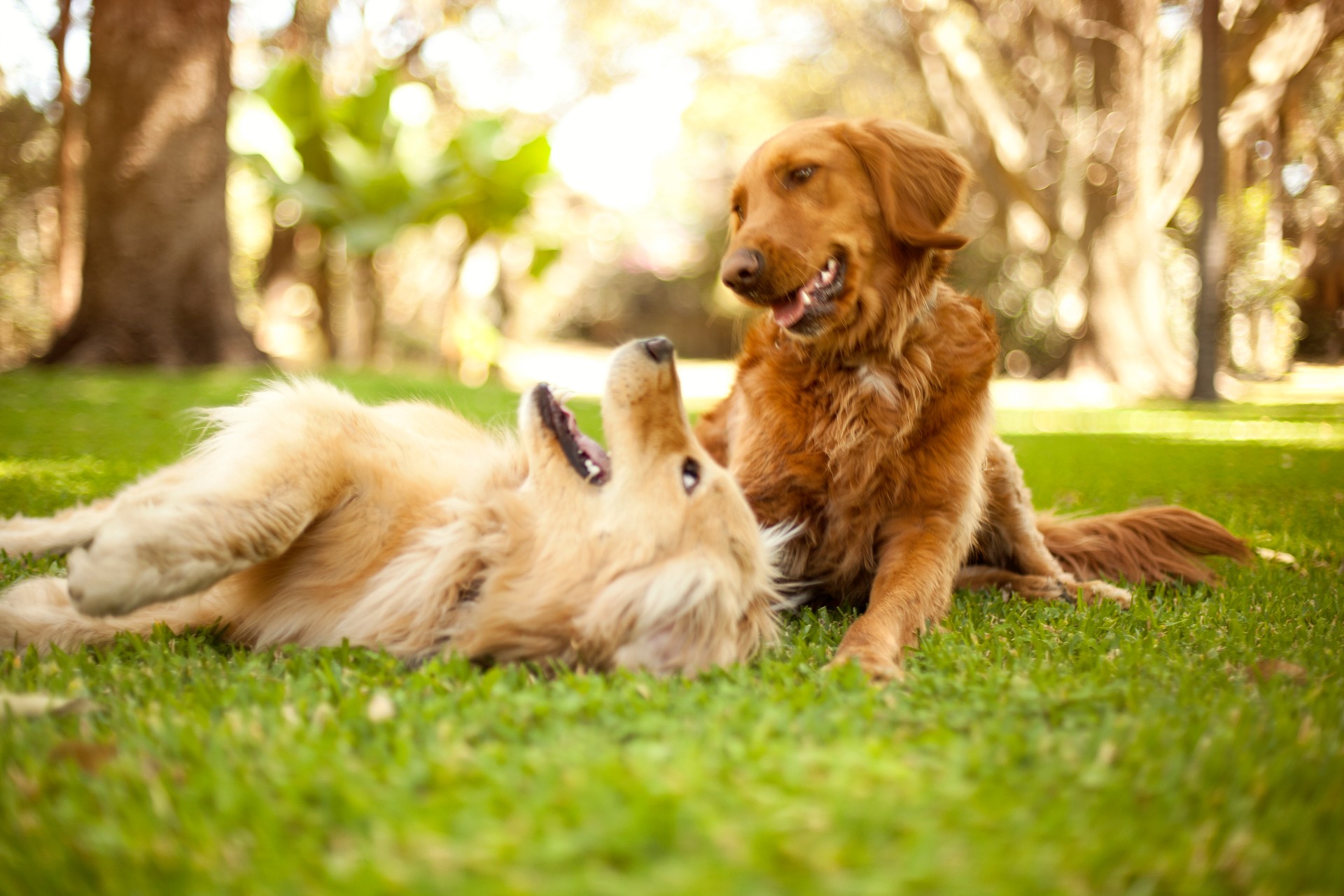 Dog Boarding Brandon, FL Valrico, Fl RIverview, Fl Lithia, Fl Dog Sitter